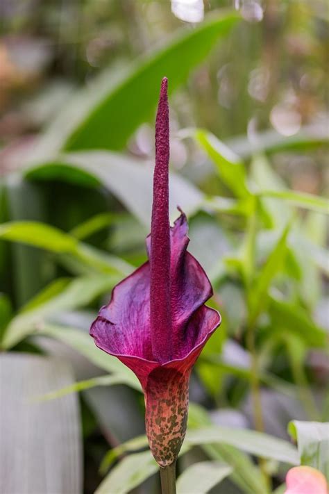 pink voodoo lily|voodoo lily plant for sale.